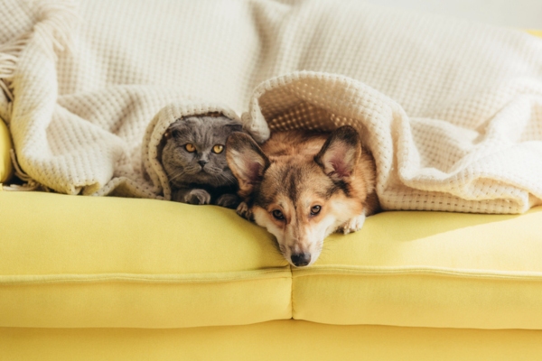 cat and dog keeping warm under the blanket and an oil heat HVAC system